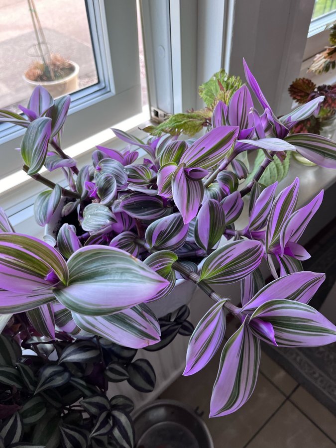 Tradescantia Nanouk