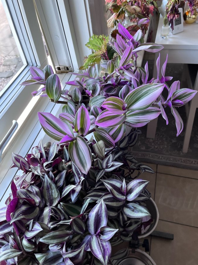 Tradescantia Nanouk