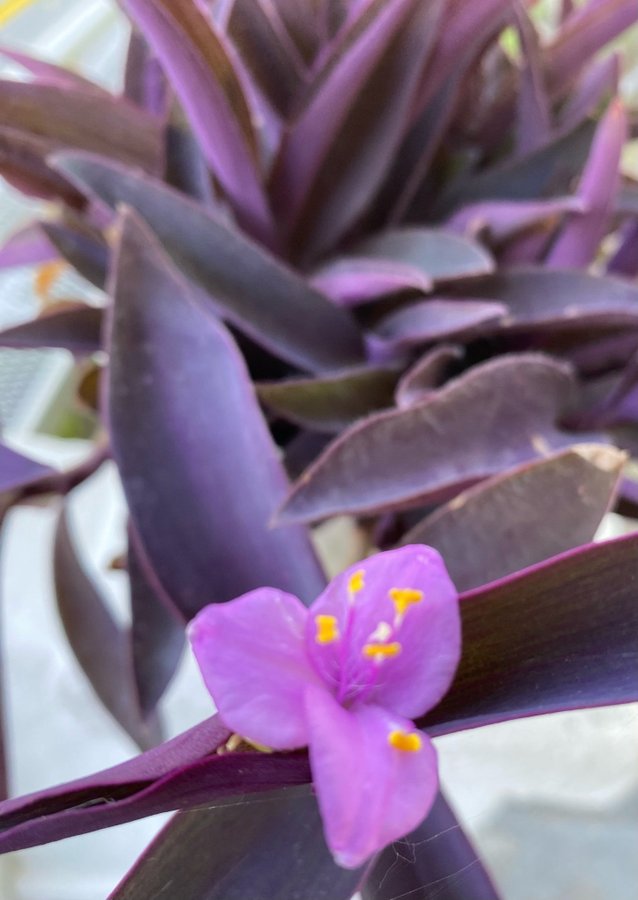 Purpurblad 3st sticklingar står i vatten har Lila blad-blommor JÄTTEFIN