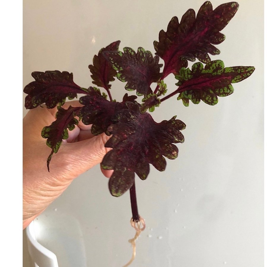 Palettblad Coleus ’theatre velvet’ en rotad topstickling