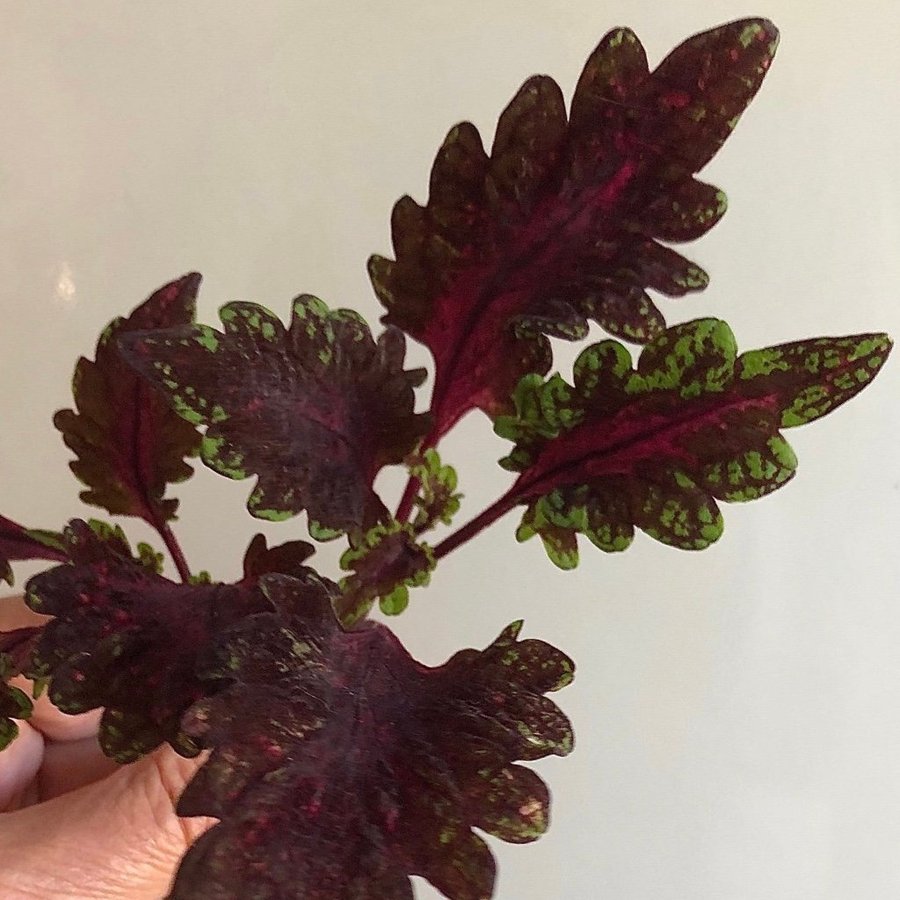 Palettblad Coleus ’theatre velvet’ en rotad topstickling