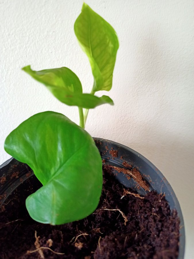 GULLRANKA " GLOBAL GEEEO " - EPIPREMNUM AUREUM - planta