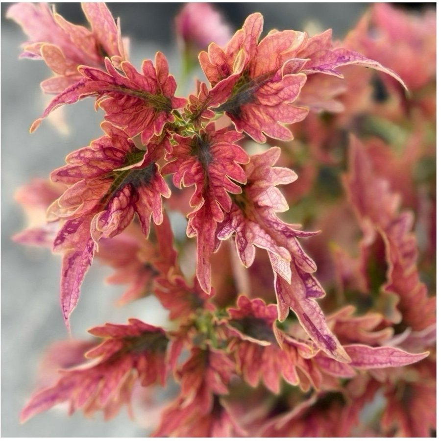 Palettblad Coleus Disco Rosa Sport vattenrotad och kraftig stickling