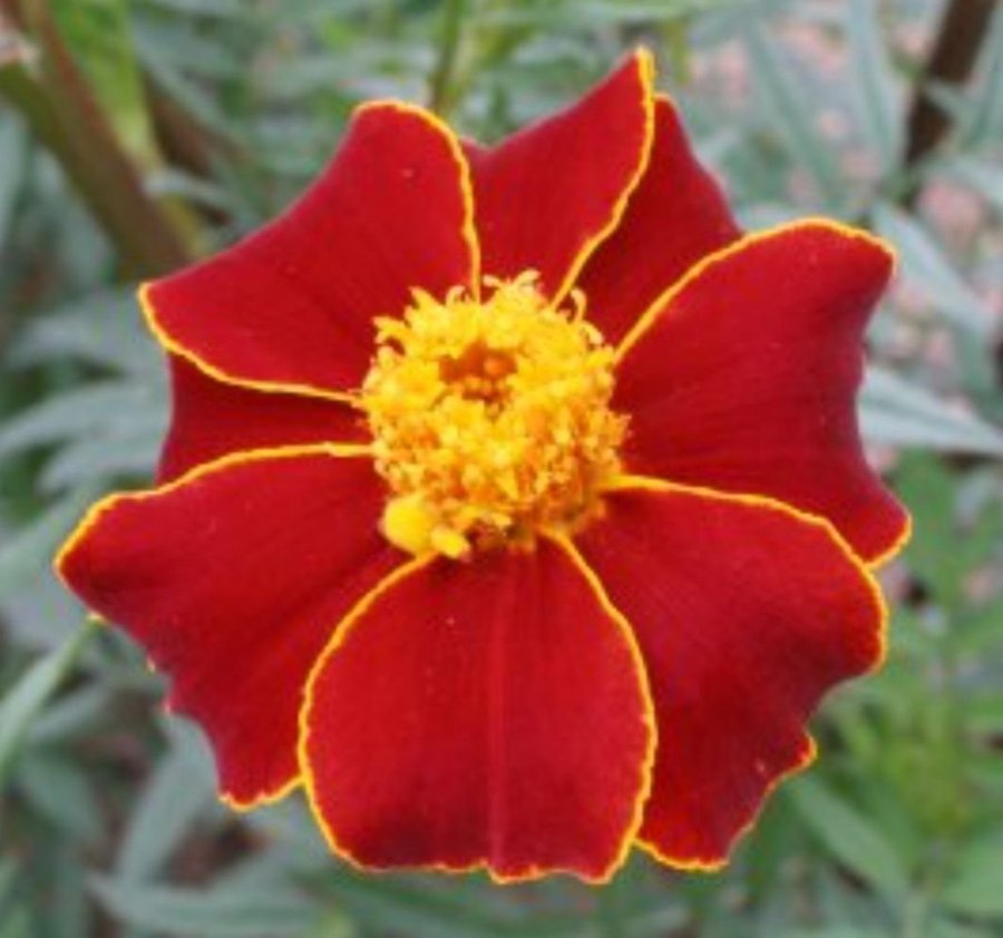 Linnétagetes Tagetes Linné