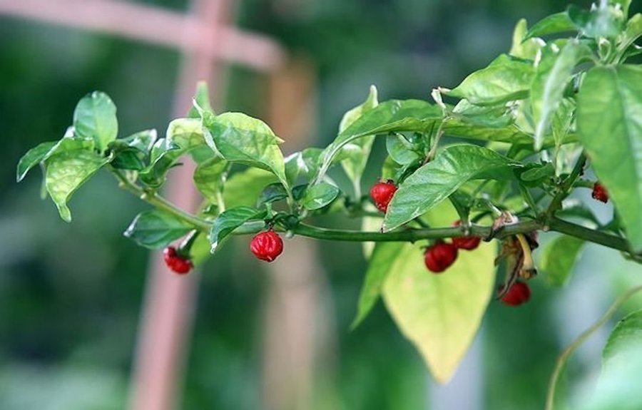 Dragon's Breath chili frön