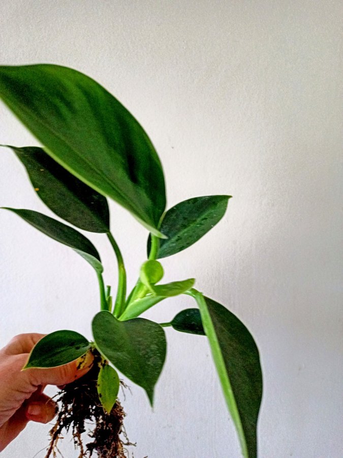 PHILODENDRON " GREEN PRINCESS" - planta