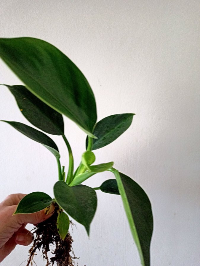 PHILODENDRON " GREEN PRINCESS" - planta