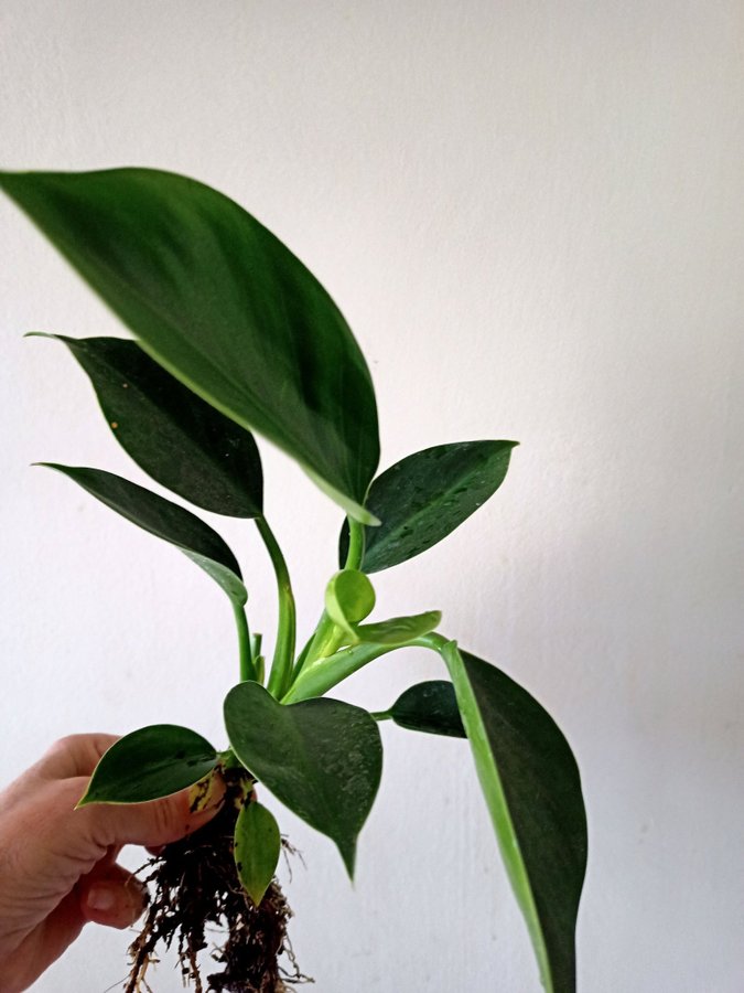 PHILODENDRON " GREEN PRINCESS" - planta