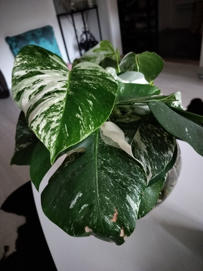 Monstera Deliciosa Albo