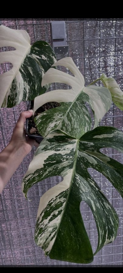 Monstera Deliciosa Albo