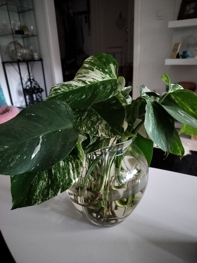 Monstera Deliciosa Albo