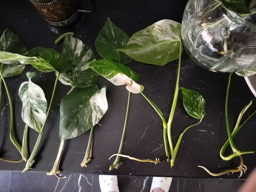 Monstera Deliciosa Albo