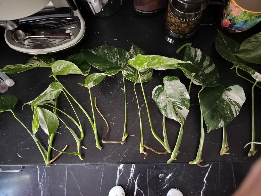 Monstera Deliciosa Albo