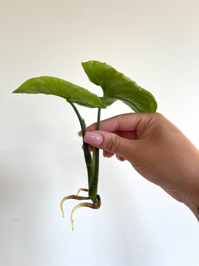 Syngonium Three Kings