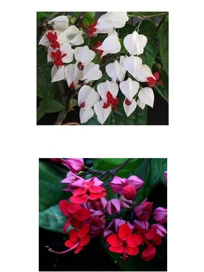 Clerodendrum - Ödesträd- eller Praktklerodendrum, 5 sticklingar