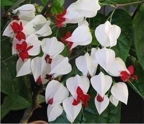 Clerodendrum - Ödesträd- eller Praktklerodendrum, 5 sticklingar