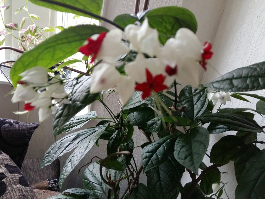 Clerodendrum - Ödesträd- eller Praktklerodendrum, 5 sticklingar