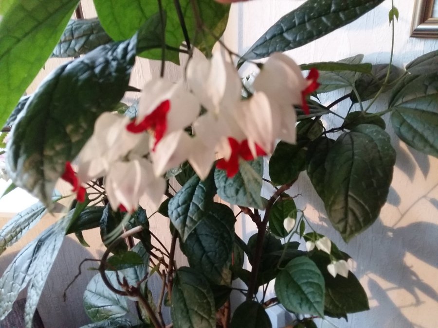 Clerodendrum - Ödesträd- eller Praktklerodendrum, 5 sticklingar