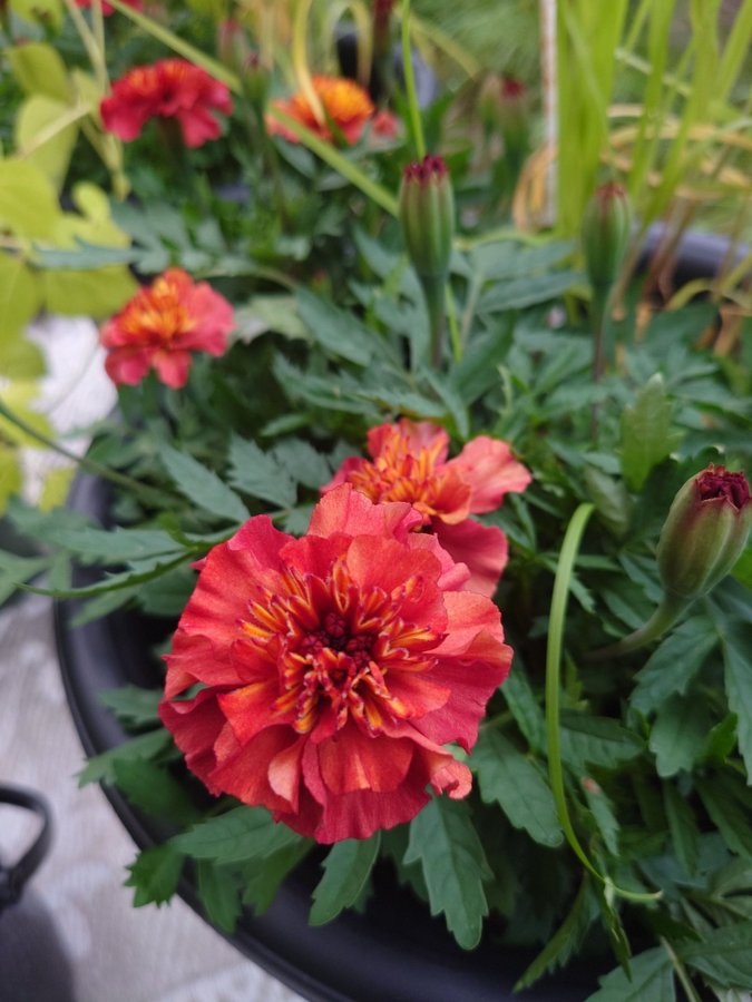 Strawberry blonde tagetes