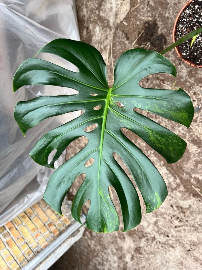 Monstera Deliciosa Aurea Variegata