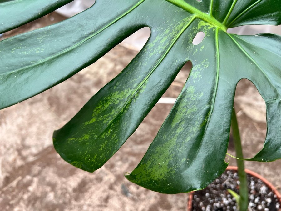 Monstera Deliciosa Aurea Variegata