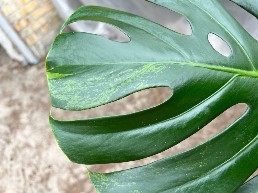 Monstera Deliciosa Aurea Variegata