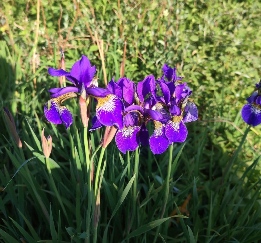 Siberian Iris frö 50st