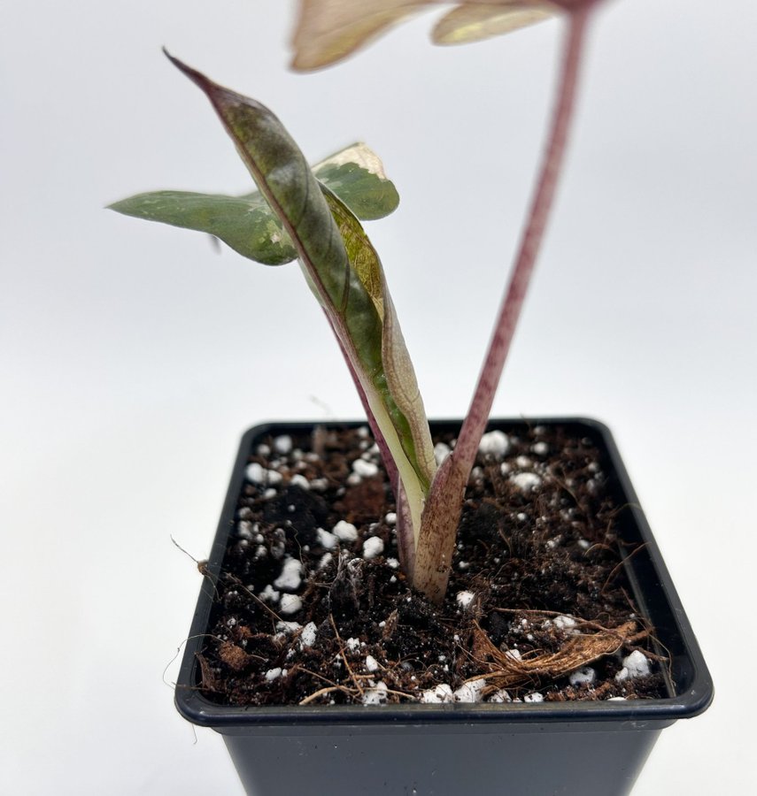 Alocasia Yucatan Princess variegata rosa/pink/beige