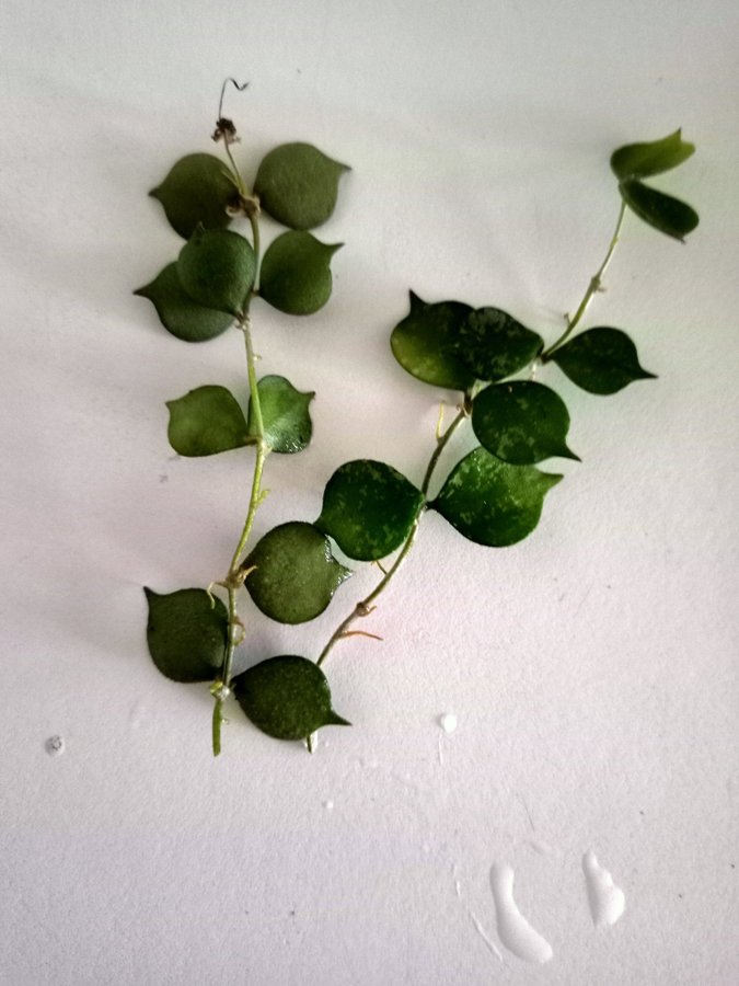 HOYA CURTISII - stickling