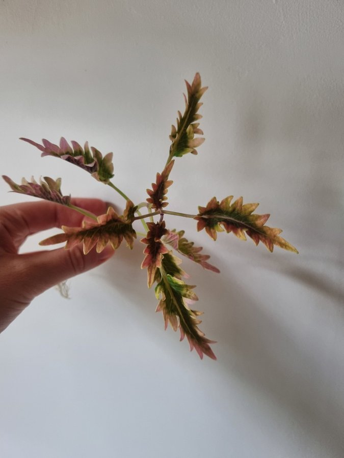 Palettblad, Hercules, Coleus, Stickling