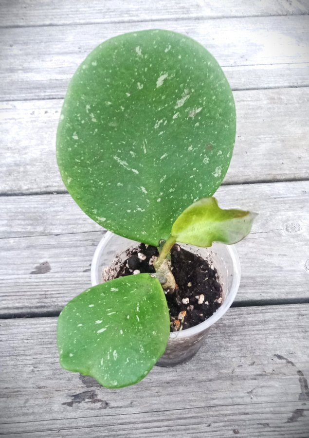 Hoya Obovata Splash / Porslinsblomma