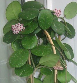 Hoya Obovata Splash / Porslinsblomma