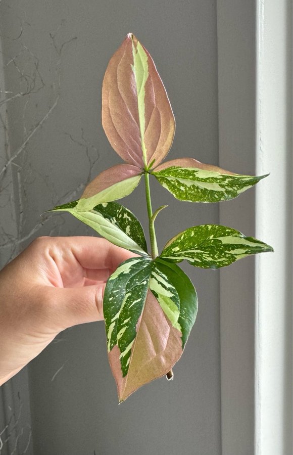 Syngonium podophyllum "Red Spot Tricolor"