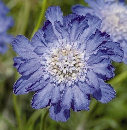 Höstvädd - Scabiosa caucasica "Fama Deep Blue"