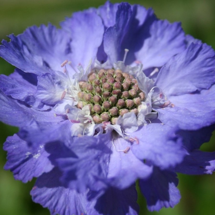 Höstvädd - Scabiosa caucasica "Fama Deep Blue"