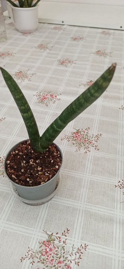 Cylindrical Snake plant