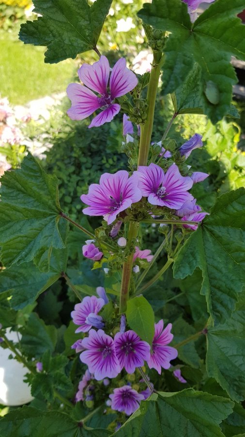 Rödmalva Malva Zebrina Fröer Bi/Fjärilsväxt