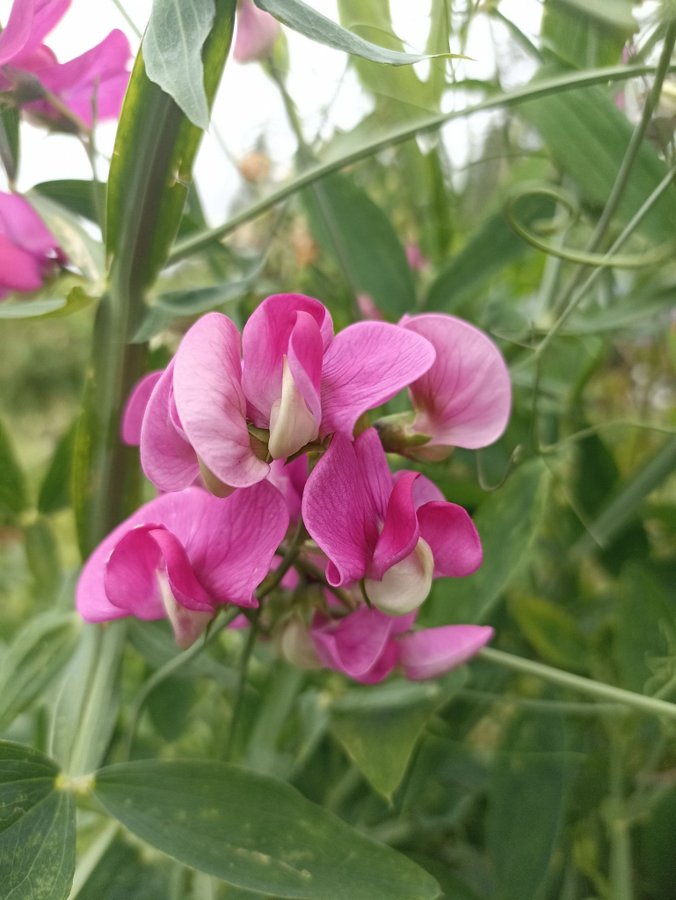 Rosenvial frön ca 10st perenn