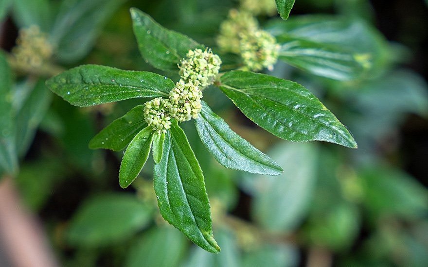 Indian spurge (Euphorbia hirta )