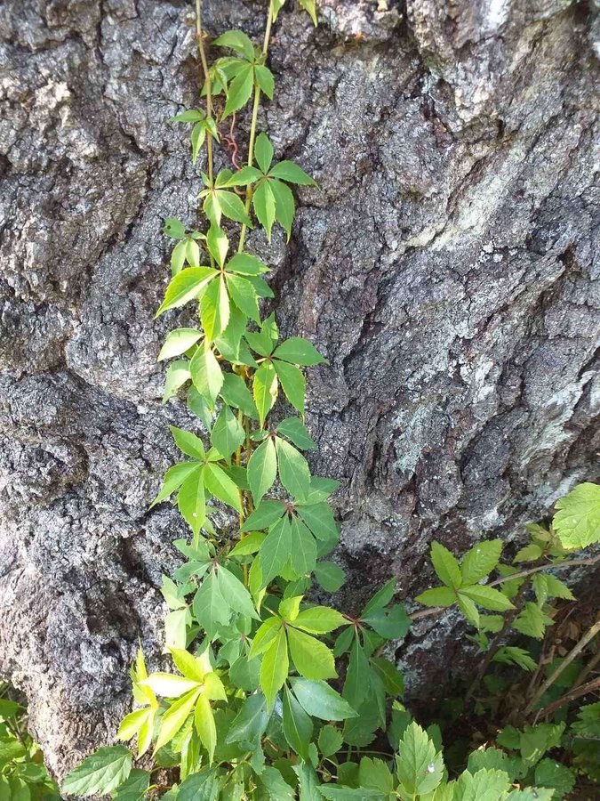 Vildvinet- Engelmannsvin planta!