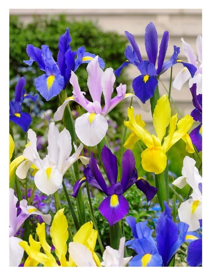 Iris Hollandica Mix,5 lökar.