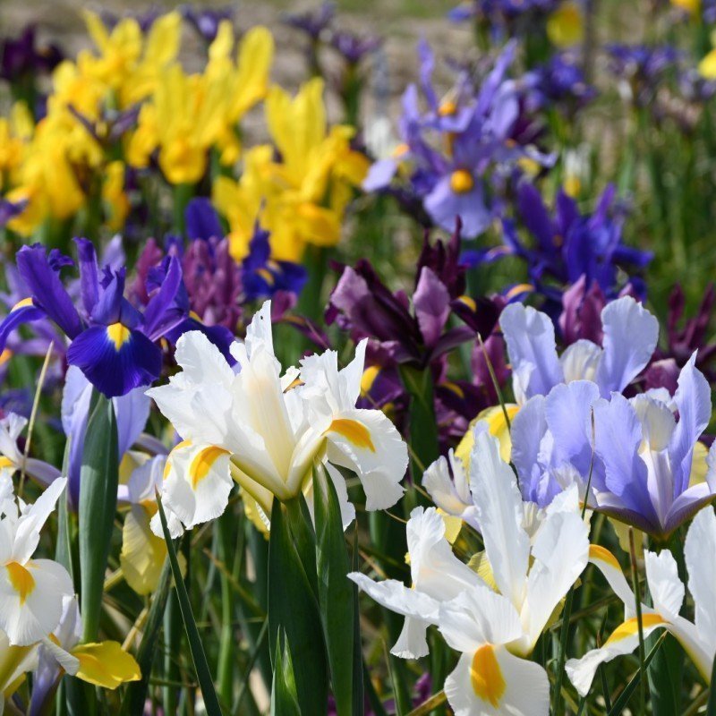 Iris Hollandica Mix,5 lökar.