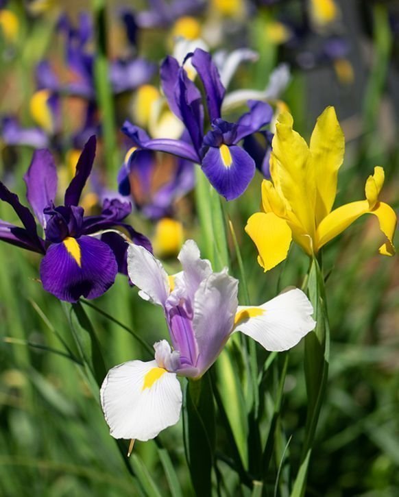 Iris Hollandica Mix,5 lökar.