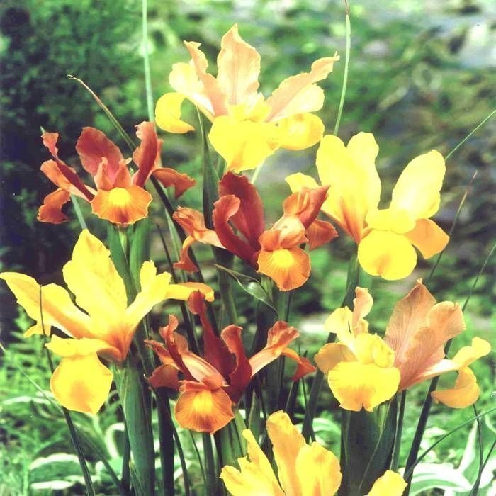 Iris Hollandica Mix,5 lökar.