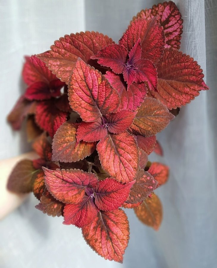 Palettblad | Coleus | Haines