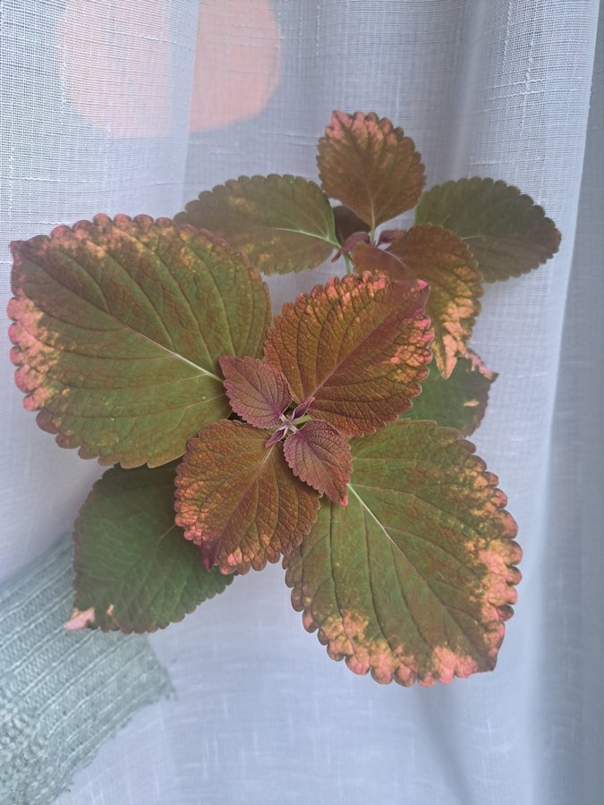 Palettblad | Coleus | Haines