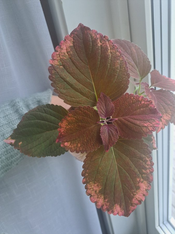 Palettblad | Coleus | Haines