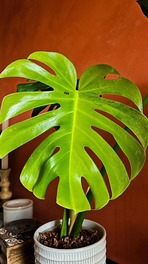 Monstera marilyn variegated