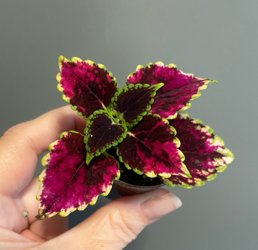 Stars of Pin rotad stickling palettblad coleus