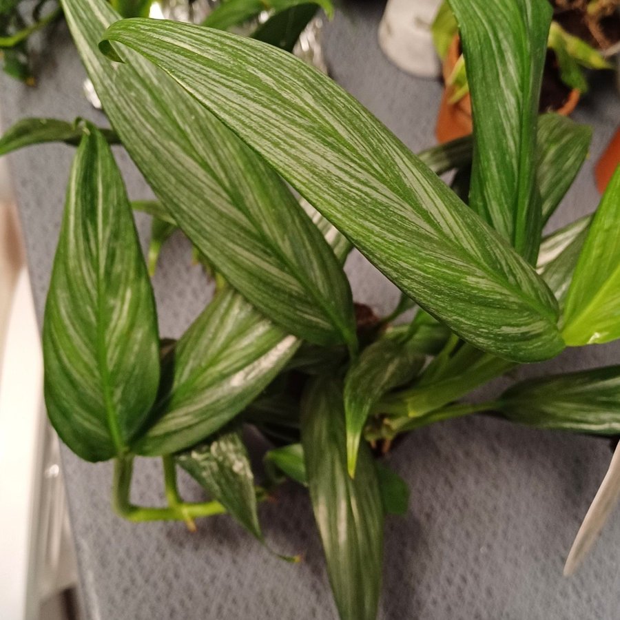 Epipremnum 'Silver Stripe'